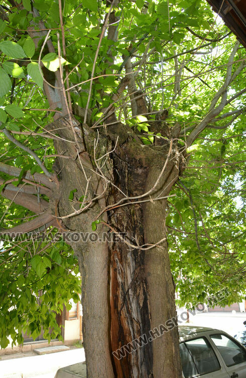 Сигнализираха за опасно дърво в Хасково, Общината ще го премахне