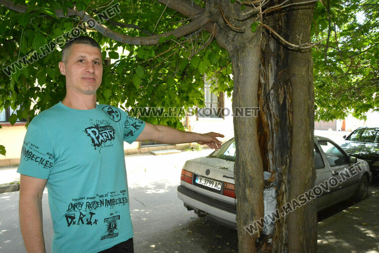 Сигнализираха за опасно дърво в Хасково, Общината ще го премахне