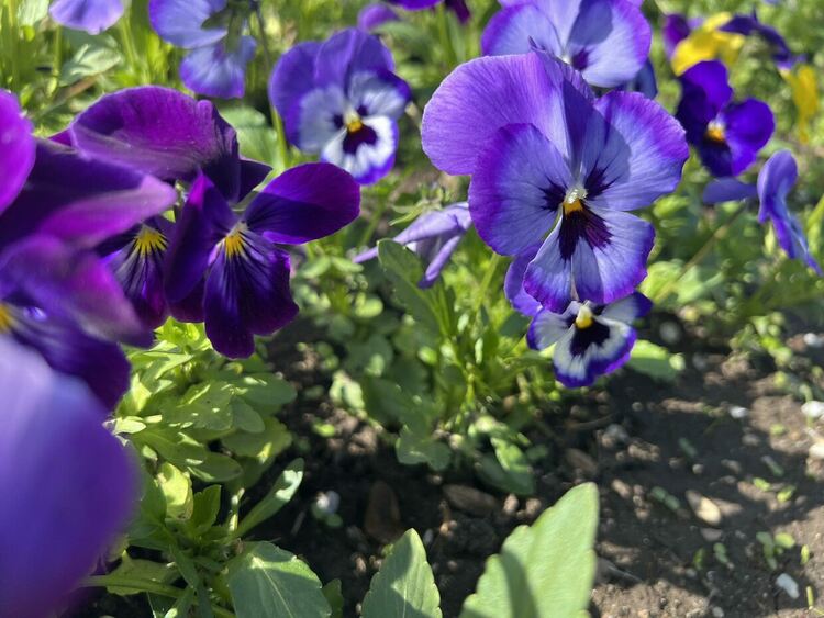 Предимно слънчево време днес