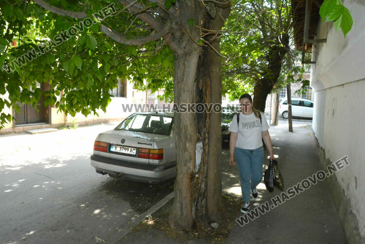 Сигнализираха за опасно дърво в Хасково, Общината ще го премахне