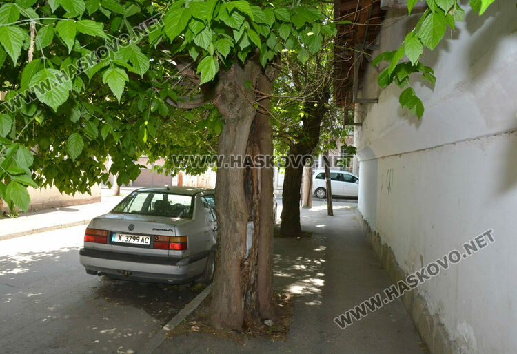 Сигнализираха за опасно дърво в Хасково, Общината ще го премахне