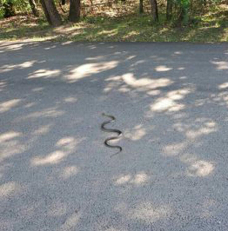 Хасковлийка: Змии пълзяха по алеята в „Кенана“