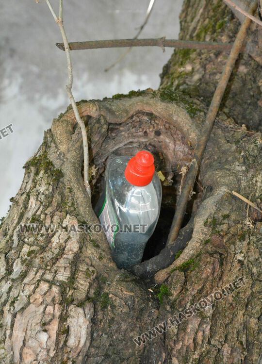 Сигнализираха за опасно дърво в Хасково, Общината ще го премахне