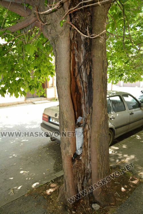 Сигнализираха за опасно дърво в Хасково, Общината ще го премахне