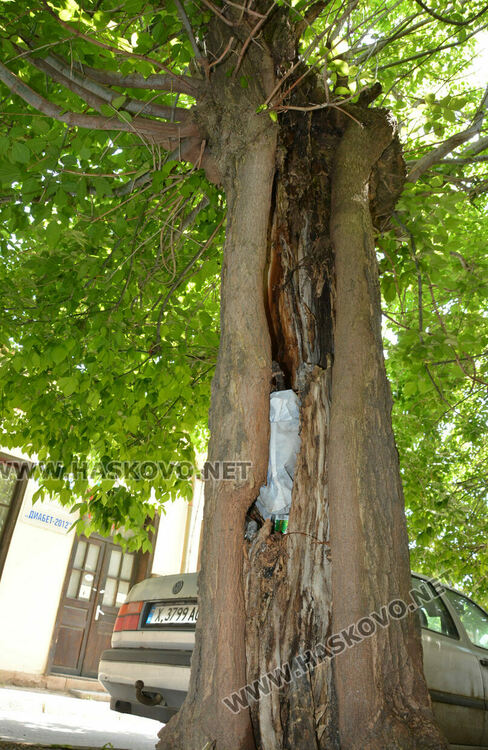 Сигнализираха за опасно дърво в Хасково, Общината ще го премахне