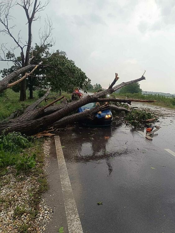 Дърво се стовари върху кола в района на село Чешнегирово