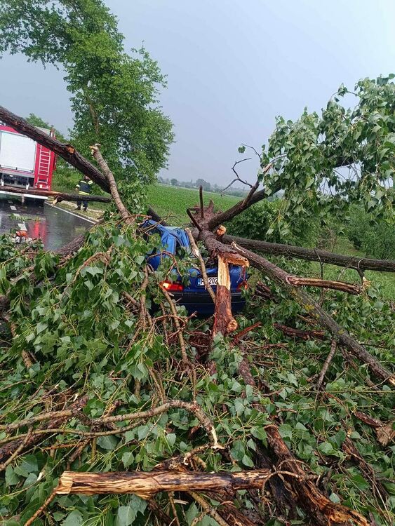 Дърво се стовари върху кола в района на село Чешнегирово