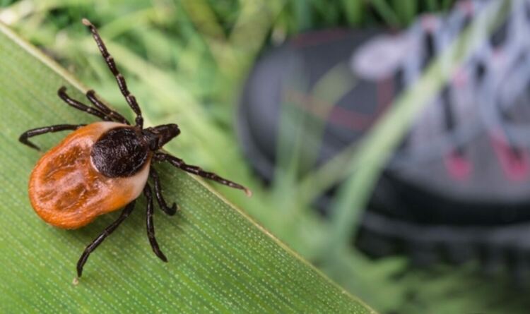 Нараства броя на ухапани от кърлежи в Кърджалийско,РЗИ с препоръки