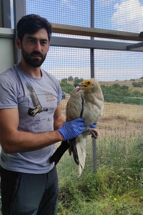Египетският лешояд Фердинад загина от токов удар в Източните Родопи