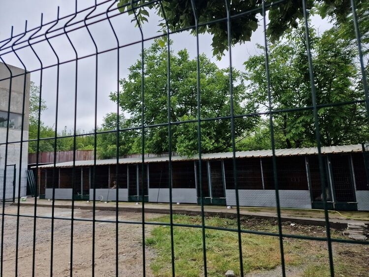 Кърджали с временен приют за безстопанствени кучета