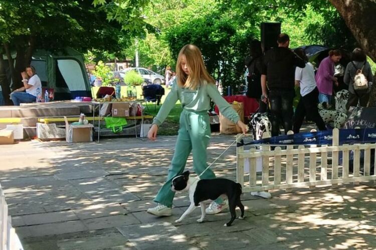 Пудел е големият победител в киноложката изложба