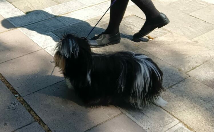 Пудел е големият победител в киноложката изложба