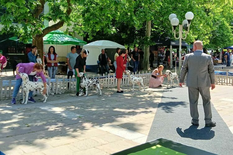 Пудел е големият победител в киноложката изложба