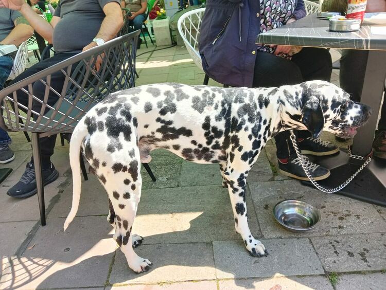 Пудел е големият победител в киноложката изложба