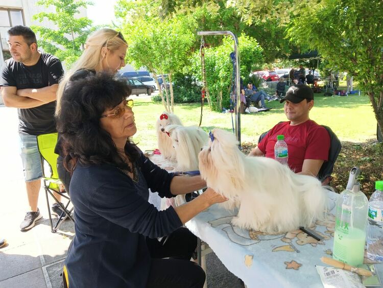 Пудел е големият победител в киноложката изложба