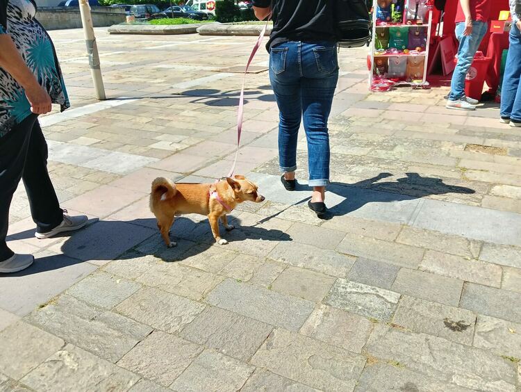 Пудел е големият победител в киноложката изложба