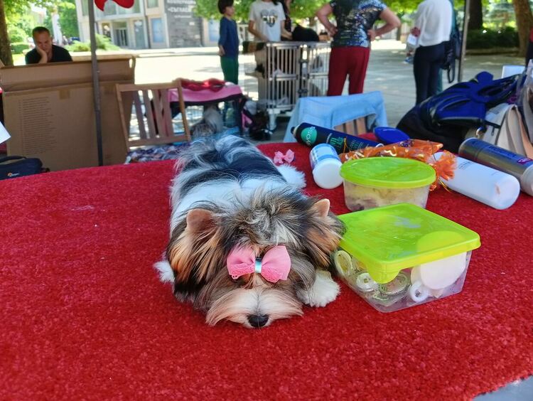 Пудел е големият победител в киноложката изложба