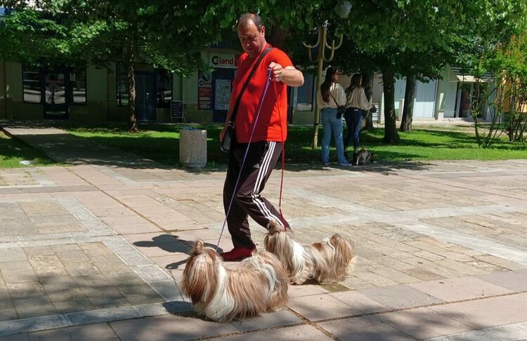 Пудел е големият победител в киноложката изложба
