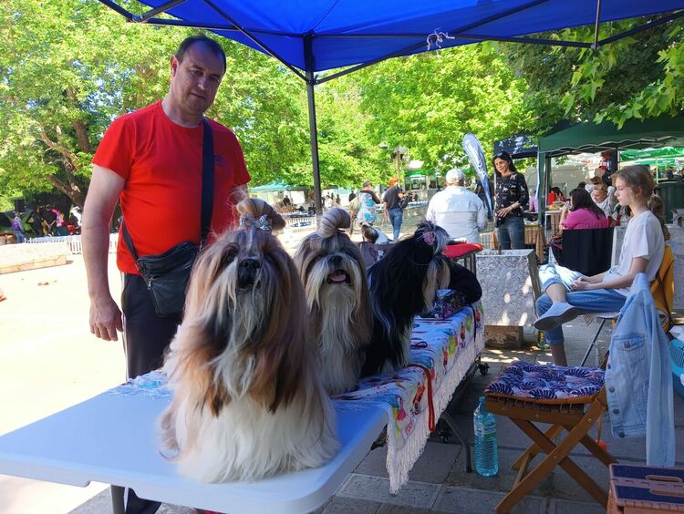Пудел е големият победител в киноложката изложба