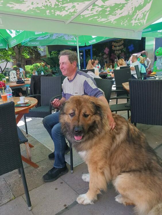 Пудел е големият победител в киноложката изложба