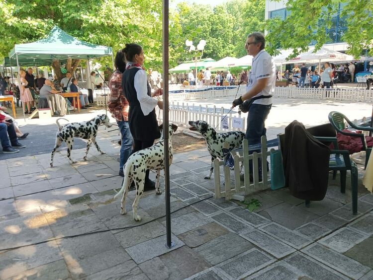Пудел е големият победител в киноложката изложба