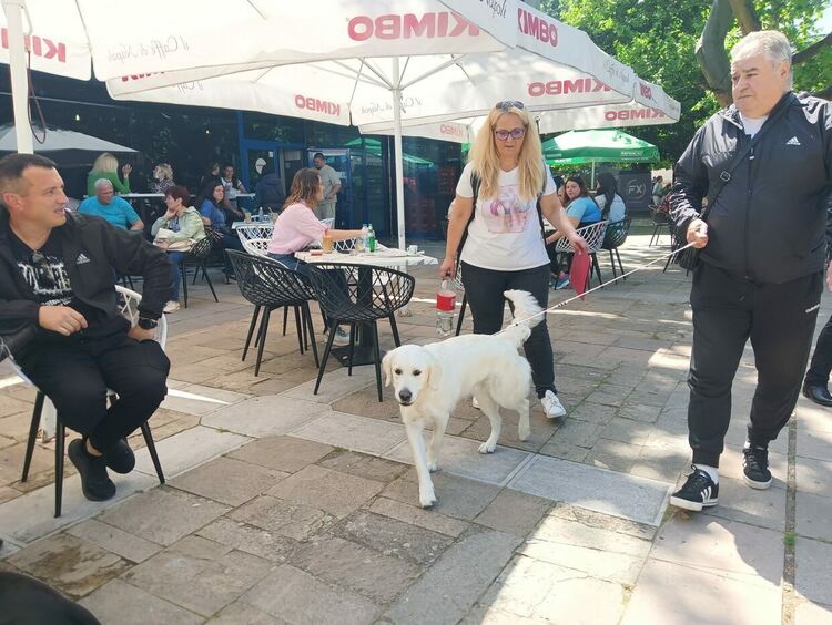 Пудел е големият победител в киноложката изложба