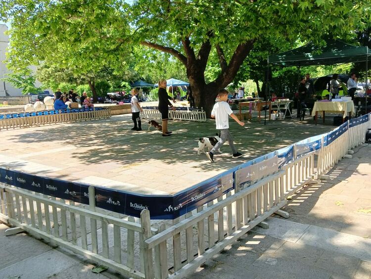 Пудел е големият победител в киноложката изложба