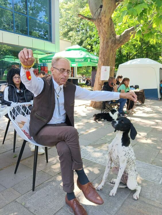 Пудел е големият победител в киноложката изложба