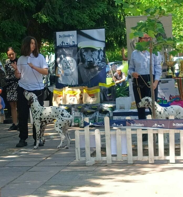 Пудел е големият победител в киноложката изложба