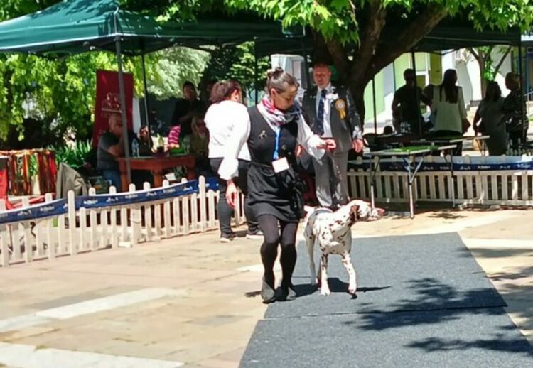 Пудел е големият победител в киноложката изложба