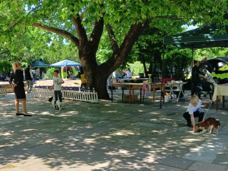 Пудел е големият победител в киноложката изложба