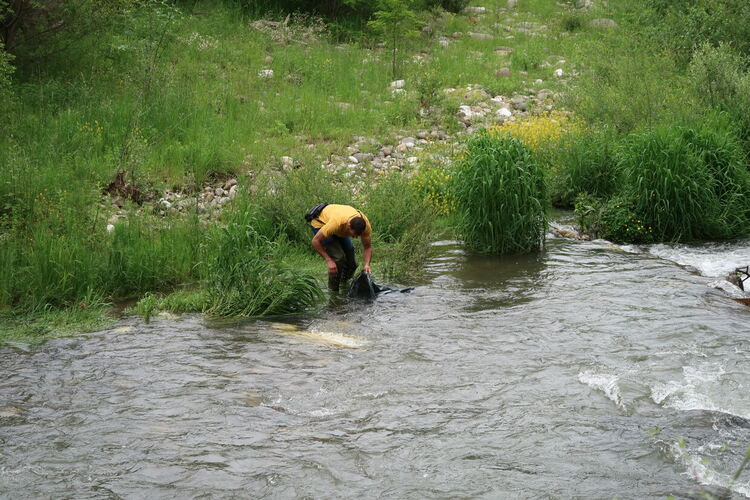 Националната електрическа компания зариби река Черна с балканска пъстърва 