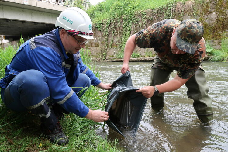 Националната електрическа компания зариби река Черна с балканска пъстърва 