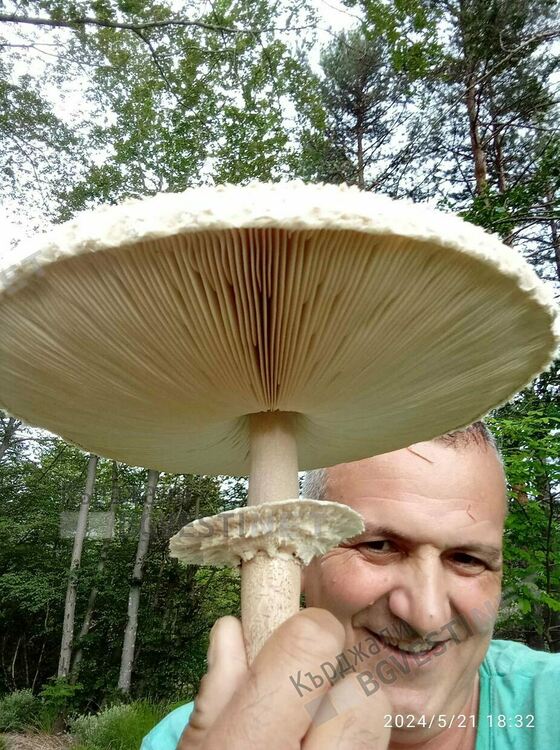 Гъба колкото детски чадър откри нашият читател Исмет Осман