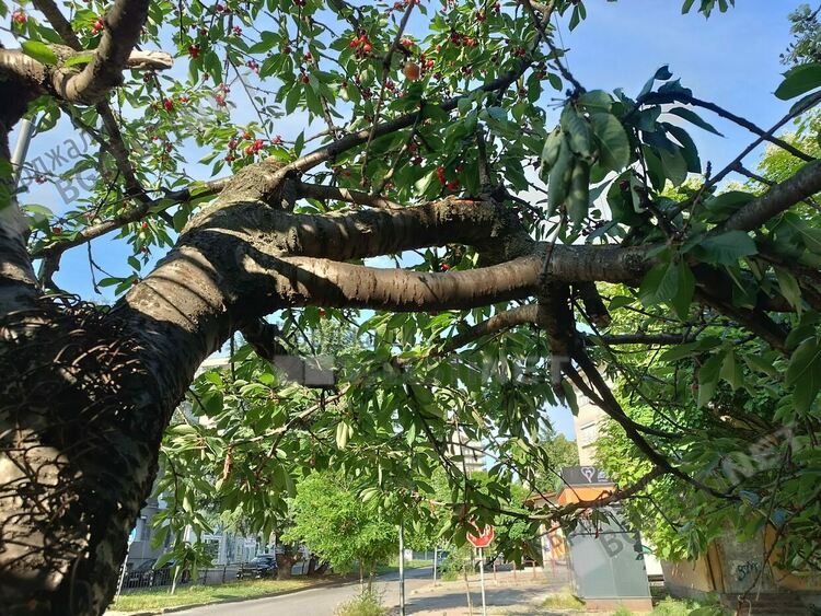 Гамени потрошиха череша в центъра на Кърджали заради плодовете