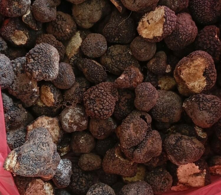 Откриха 60 кг контрабандни трюфели в кола