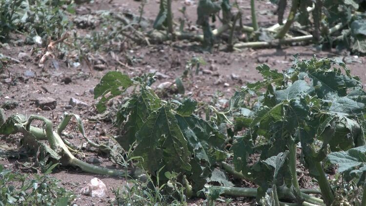 Градушка колкото орех унищожи посевите в село Динево
