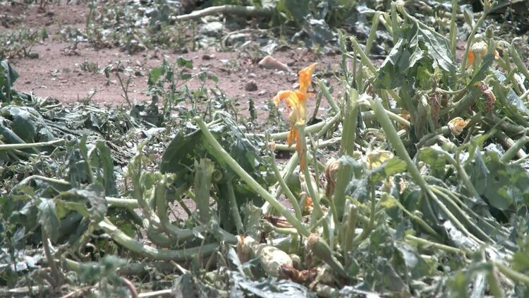 Градушка колкото орех унищожи посевите в село Динево