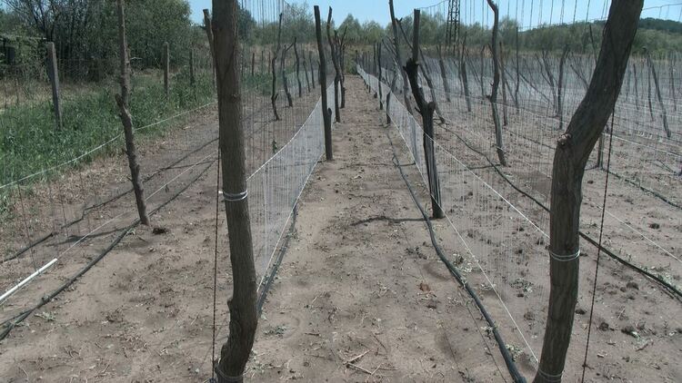 Градушка колкото орех унищожи посевите в село Динево