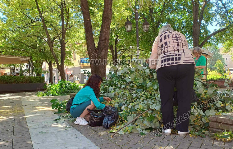 Сезонът на липата: Хасковлии събират цвят в торбички от окастрени клони