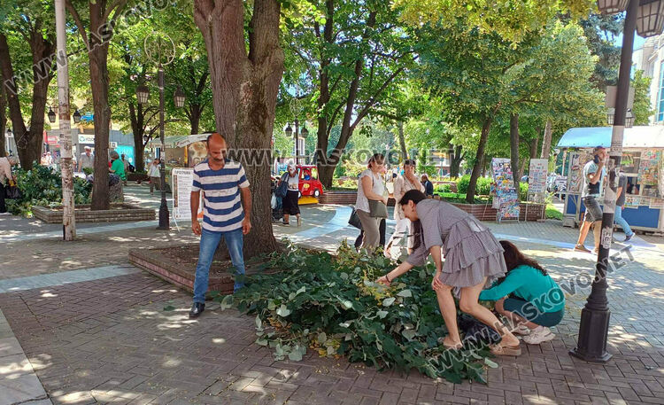 Сезонът на липата: Хасковлии събират цвят в торбички от окастрени клони