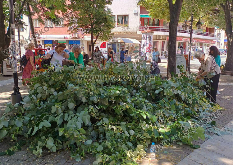 Сезонът на липата: Хасковлии събират цвят в торбички от окастрени клони