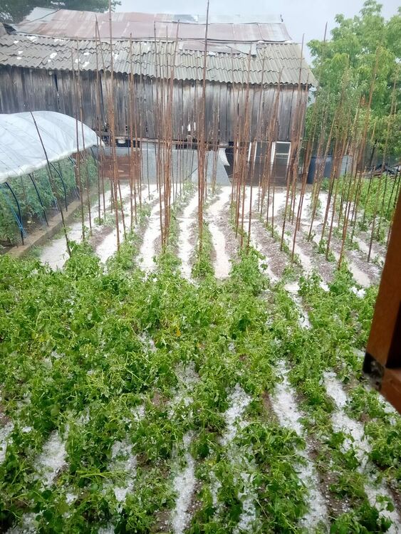 Снимка Митко Кънчев