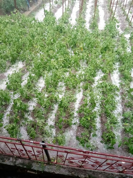 Снимка: Митко Кънчев