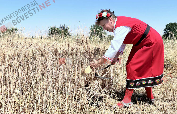 Ритуално зажънване даде старт на жътвата в димитровградско