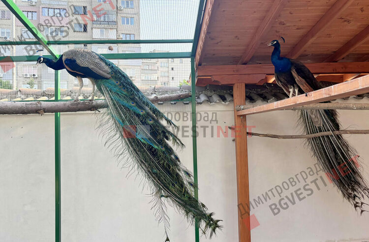 За 140-тата си годишнина димитровградската църква се сдоби с пауни и кът за деца