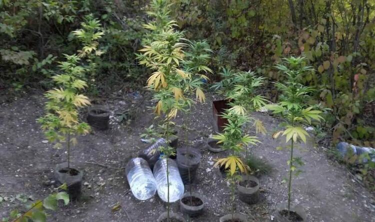 Откриха нива с канабис в село Песнопой,задържаха 29-годишен