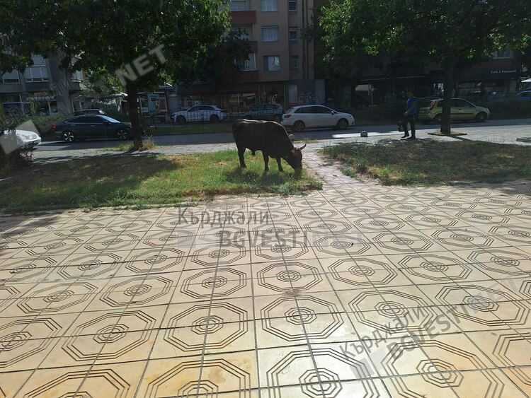 Община Кърджали е безсилна да се справи с безпризорните крави на Айдън,поредното наказателно постановление падна в съда