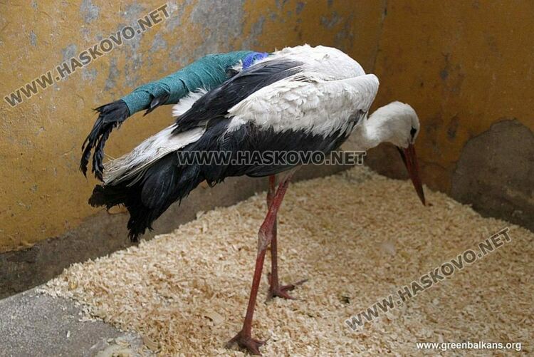 Щъркел с прeвързано счупено крило - Снимка Архив