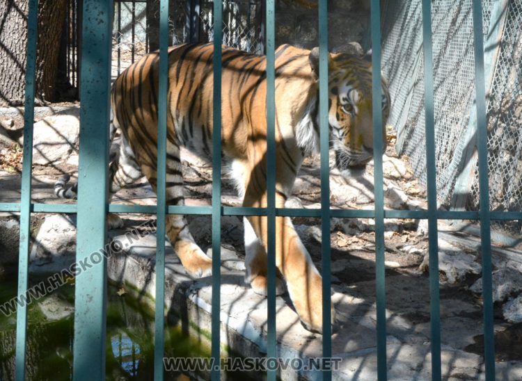 С кубчета леден таратор глезят тревопасните животни в жегите